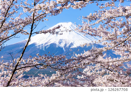 山梨県富士吉田市 春の新倉山浅間公園から見た風景 山梨県富士吉田市 春の新倉山浅間公園から見た風景 126267708