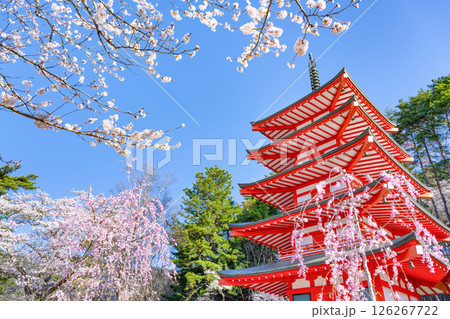 山梨県富士吉田市 春の新倉山浅間公園から見た風景 山梨県富士吉田市 春の新倉山浅間公園から見た風景 126267722