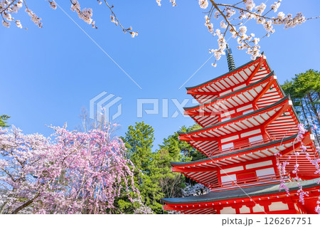 山梨県富士吉田市 春の新倉山浅間公園から見た風景 山梨県富士吉田市 春の新倉山浅間公園から見た風景 126267751