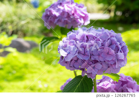 日差しを浴びて咲く紫陽花のクローズアップ 日差しを浴びて咲く紫陽花のクローズアップ 126267765