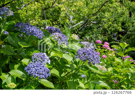 陽光に映える青紫色のアジサイと緑豊かな庭園風景 126267766
