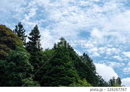初夏の青空と緑豊かな針葉樹林の風景 126267767