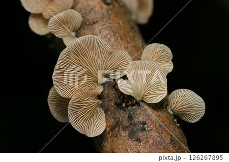 暗い雑木林の中、朽木に群生するチャビラタケ茸を裏側から撮影（自然環境下ストロボマクロ撮影） 126267895