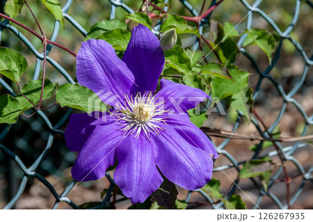 優雅な花クレマチス、桔梗【キンポウゲ科センニンソウ属】 126267935