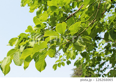 新芽・新緑 エコロジー 新芽・新緑 エコロジー 126268065
