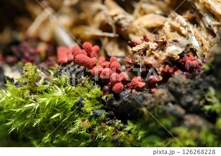 青々とした苔の間から赤茶色のウツボホコリ属の姿(自然環境下ストロボマクロ撮影) 青々とした苔の間から赤茶色のウツボホコリ属の姿(自然環境下ストロボマクロ撮影) 126268228