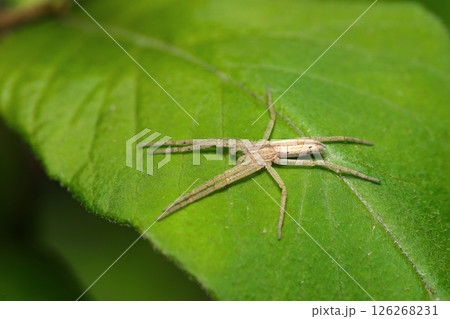若葉の上に貼りつくようなとてもうすく扁平、足の長い薄茶色のシャコグモ（自然光+ストロボマクロ撮影） 126268231