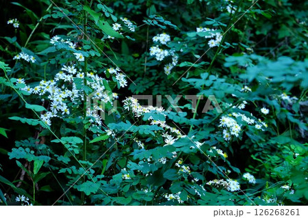 土手に咲く野菊の花　【相模原市津久井　10月】 126268261