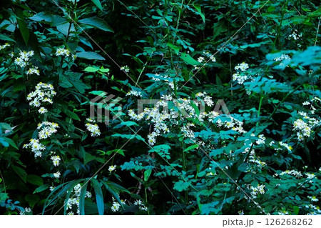 野菊の花土手に咲く　【相模原市津久井　10月】 126268262
