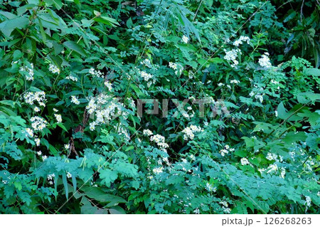土手に咲く白い野菊の花　【相模原市津久井　10月】 126268263