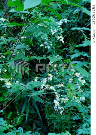 白い野菊の花土手に咲く　【相模原市津久井　10月】 126268265