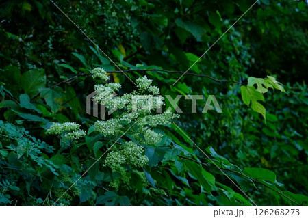 男郎花の白い花咲く 【相模原市津久井 10月】 男郎花の白い花咲く 【相模原市津久井 10月】 126268273