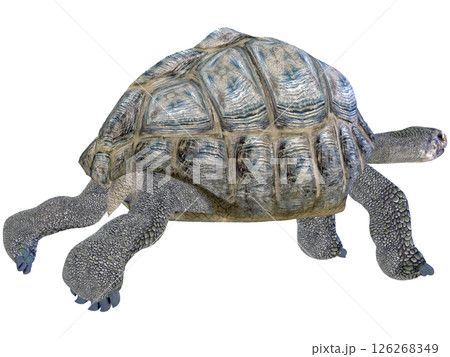 ゾウガメ 126268349