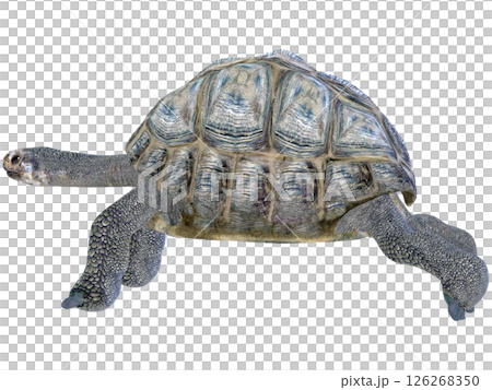 ゾウガメ 126268350