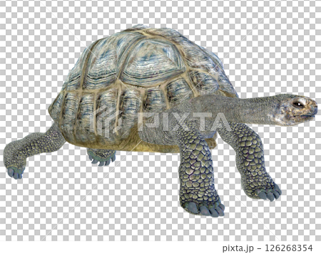 Giant tortoise 126268354