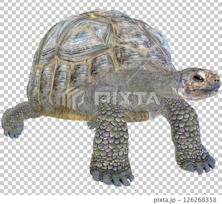 ゾウガメ 126268358