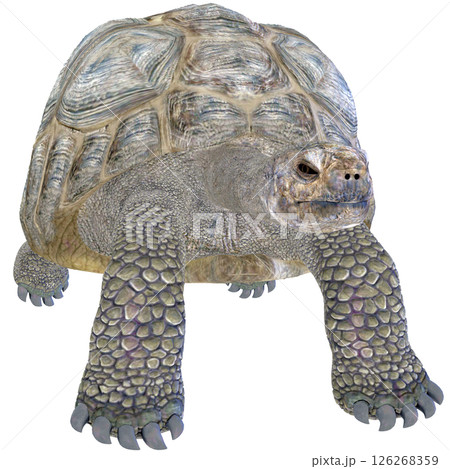 ゾウガメ 126268359