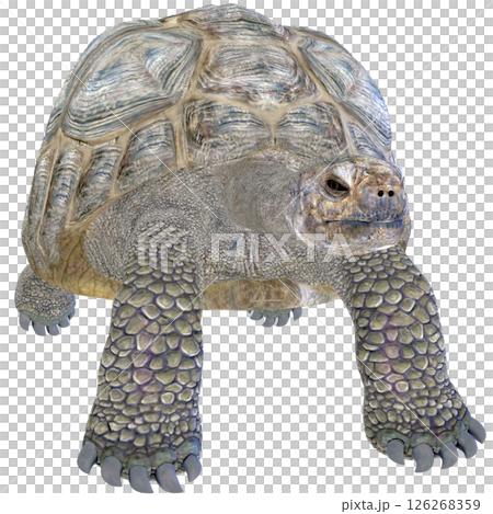 ゾウガメ 126268359