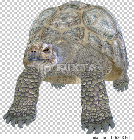 Giant tortoise 126268361