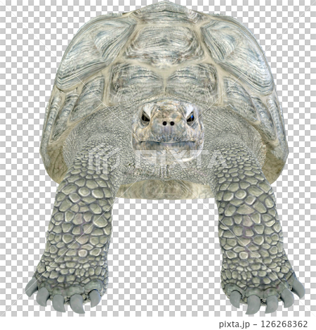 ゾウガメ 126268362
