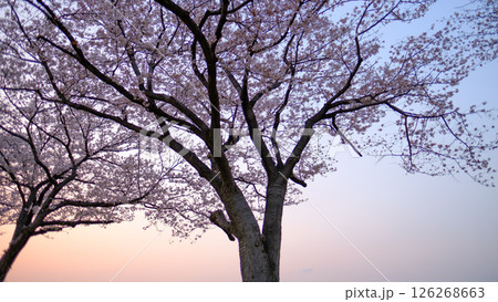 夕空と満開の桜のシルエット 夕空と満開の桜のシルエット 126268663