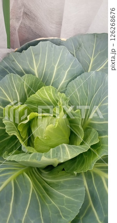 虫除け不織布とキャベツのプランター栽培 虫除け不織布とキャベツのプランター栽培 126268676