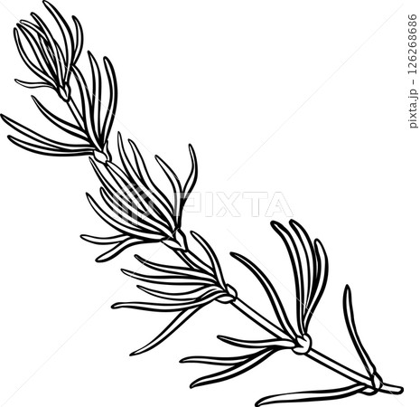 Rooibos Branch with Flowers and Leaves Outline Illustration. Rooibos Branch with Flowers and Leaves Outline Illustration. 126268686