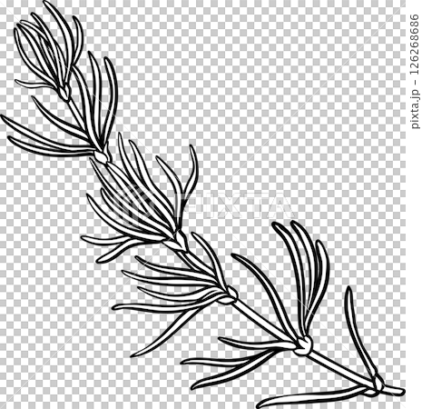 Rooibos Branch with Flowers and Leaves Outline Illustration. Rooibos Branch with Flowers and Leaves Outline Illustration. 126268686