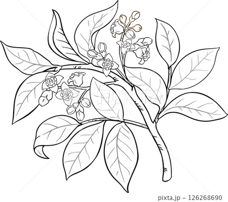 Sandalwood Branch with Flowers and Leaves Outline Illustration. 126268690