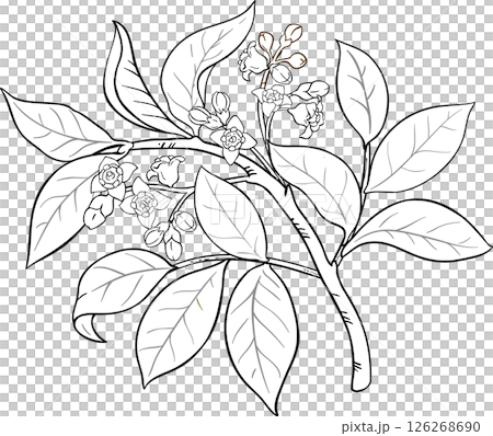 Sandalwood Branch with Flowers and Leaves Outline Illustration. 126268690