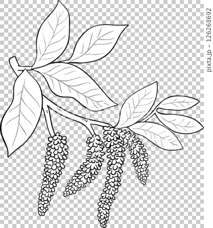 Walnut Branch Outline Illustration. 126268692