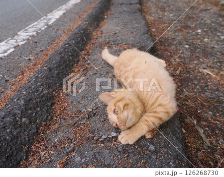 冷たい地面で伸びをする可愛い子猫 126268730