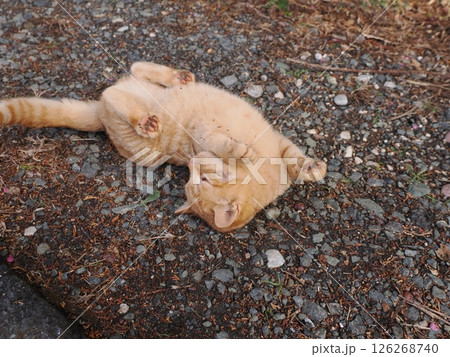 冷たい地面で伸びをする可愛い子猫 冷たい地面で伸びをする可愛い子猫 126268740