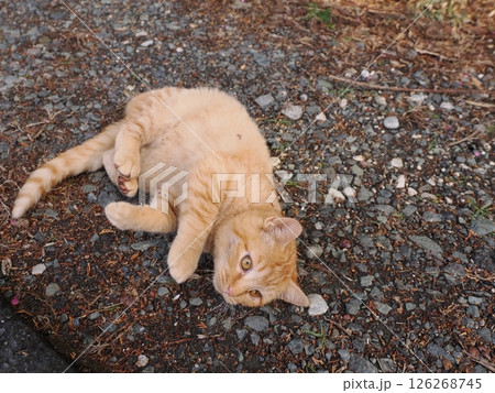 冷たい地面で伸びをする可愛い子猫 冷たい地面で伸びをする可愛い子猫 126268745
