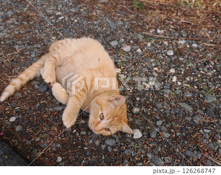 冷たい地面で伸びをする可愛い子猫 126268747