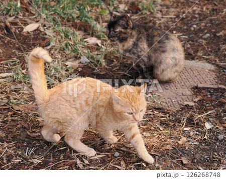 冷たい地面で伸びをする可愛い子猫 冷たい地面で伸びをする可愛い子猫 126268748