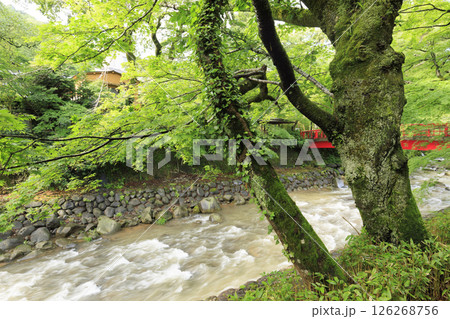 修善寺温泉の竹林の小路 126268756