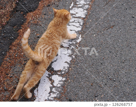 冷たい地面で伸びをする可愛い子猫 126268757