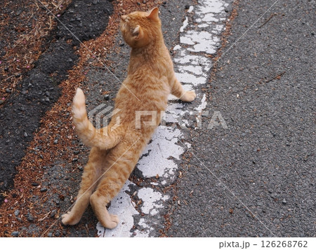 冷たい地面で伸びをする可愛い子猫 126268762