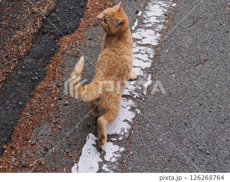 冷たい地面で伸びをする可愛い子猫 冷たい地面で伸びをする可愛い子猫 126268764