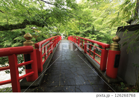 修善寺温泉の竹林の小路 126268768