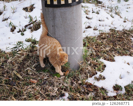 冷たい地面で伸びをする可愛い子猫 126268771
