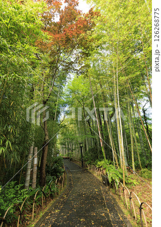 修善寺温泉の竹林の小路 126268775