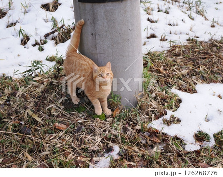 冷たい地面で伸びをする可愛い子猫 冷たい地面で伸びをする可愛い子猫 126268776