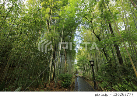 修善寺温泉の竹林の小路 修善寺温泉の竹林の小路 126268777