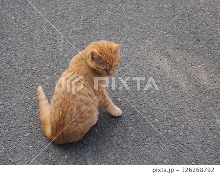 冷たい地面で伸びをする可愛い子猫 冷たい地面で伸びをする可愛い子猫 126268792