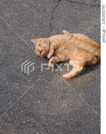 冷たい地面で伸びをする可愛い子猫 126268795