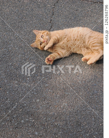 冷たい地面で伸びをする可愛い子猫 126268796