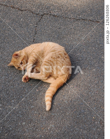 冷たい地面で伸びをする可愛い子猫 冷たい地面で伸びをする可愛い子猫 126268806