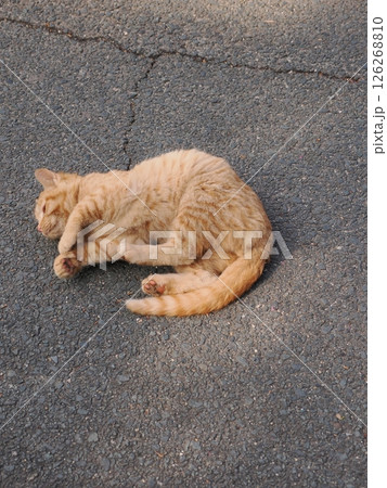 冷たい地面で伸びをする可愛い子猫 126268810